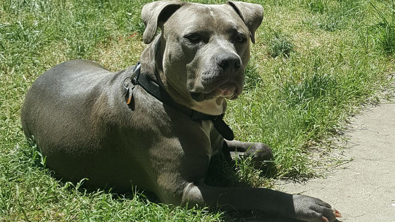 pit bull terrier laying on grass