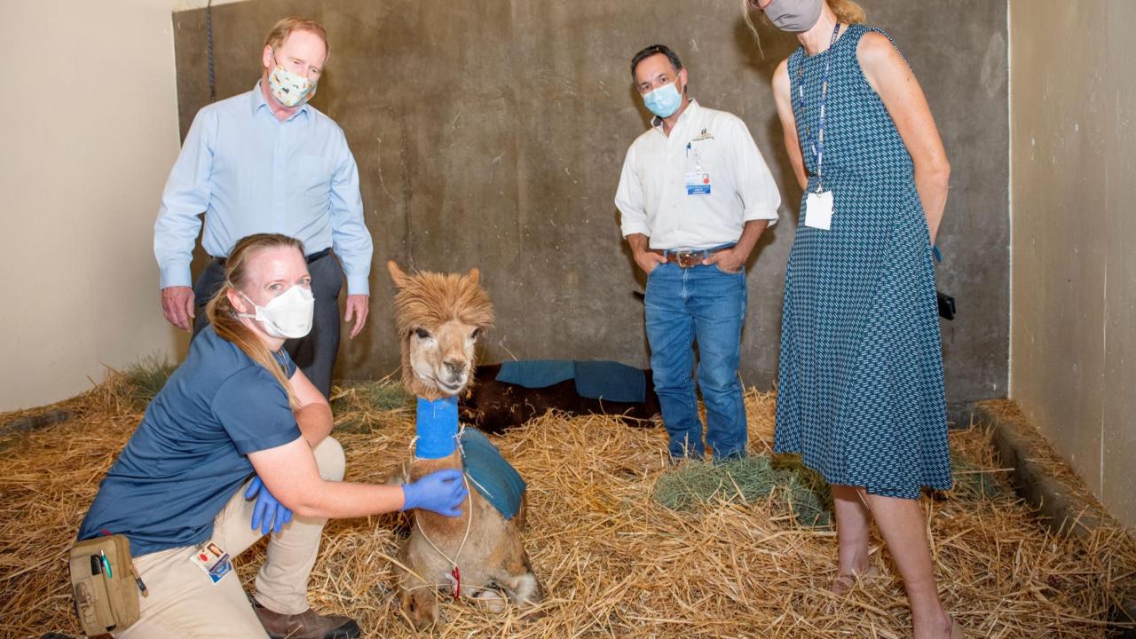 UC Davis veterinarians visit burned alpacas