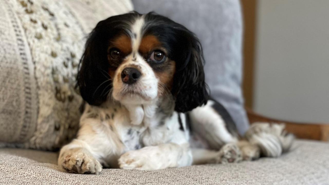 Cavalier King Charles spaniel sitting on couch