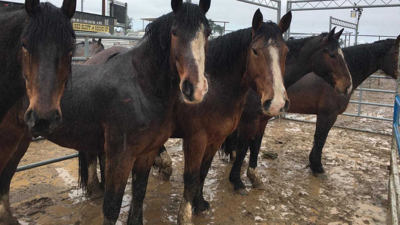 row of horses