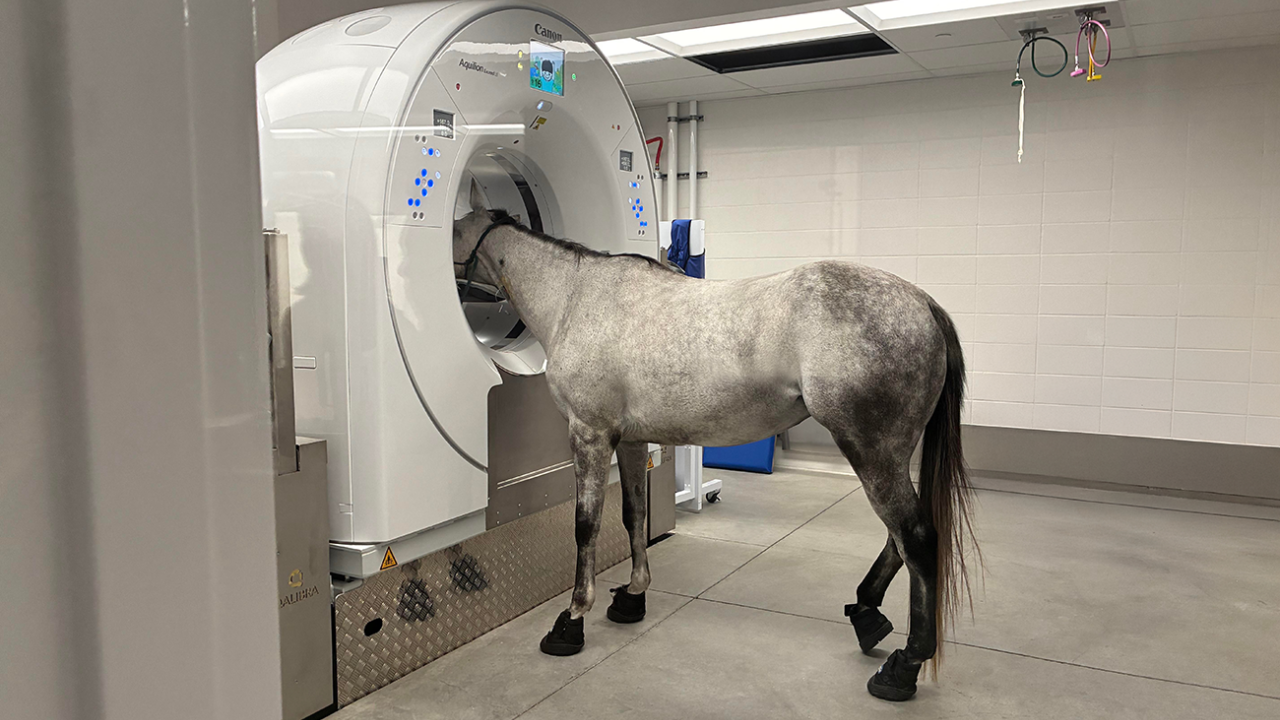 Gray horse standing with head inside a CT scanner in a clinical room (photograph)