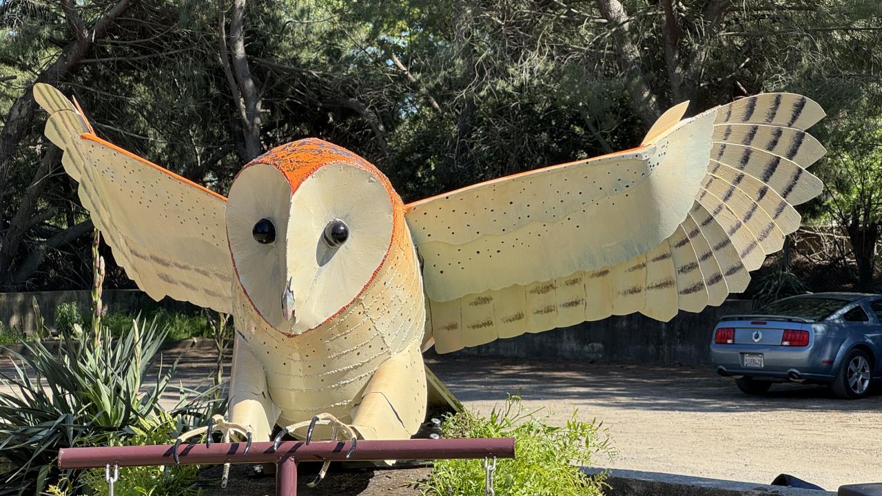 CRC owl art