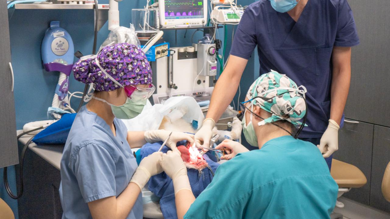 veterinarians perform oral procedure on dog