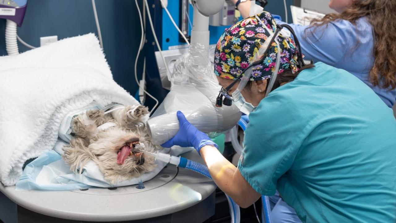 xrays being taken of dog's mouth