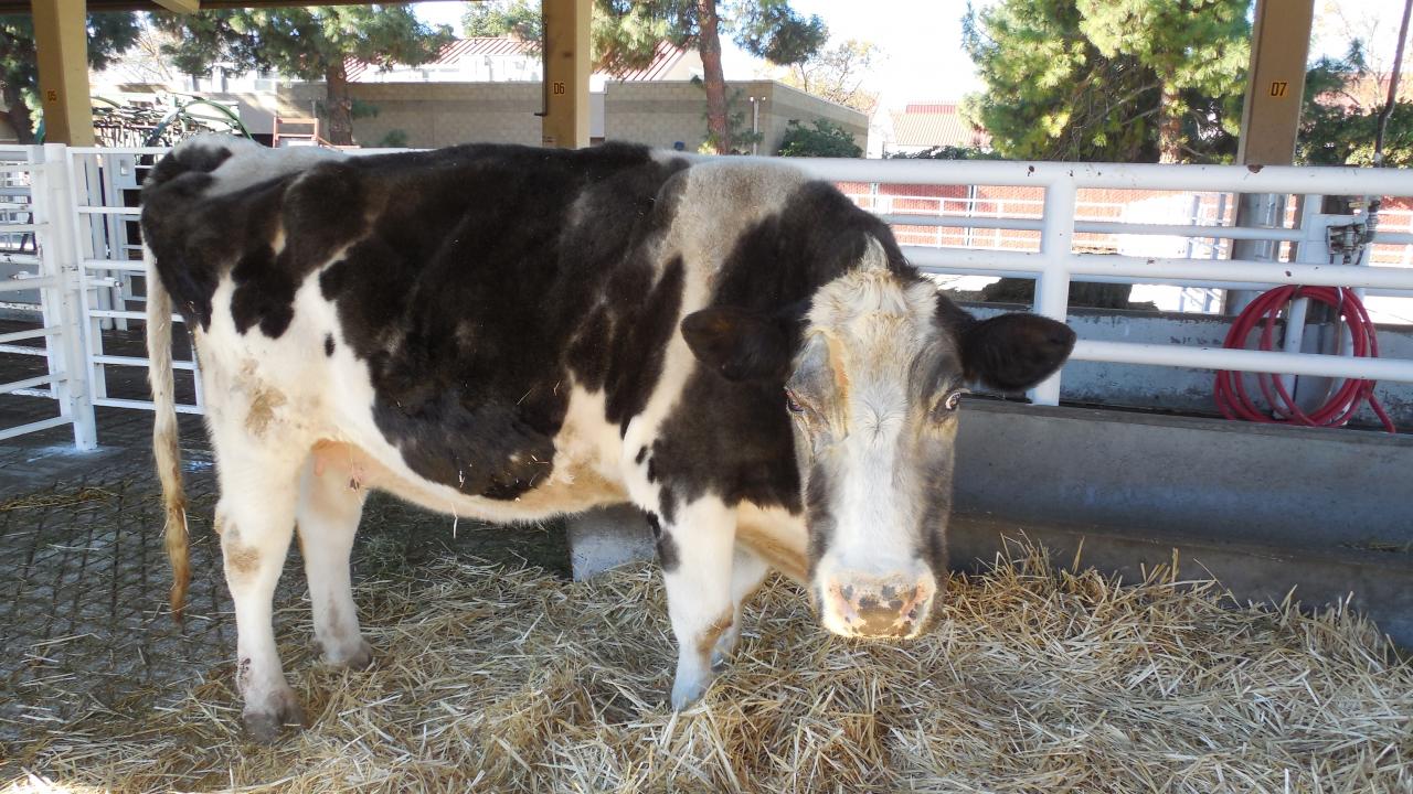 cow