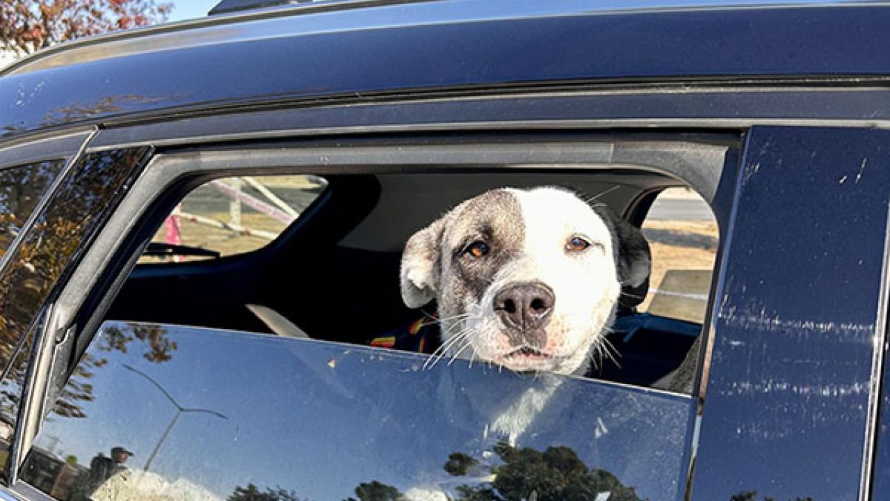 dog in car