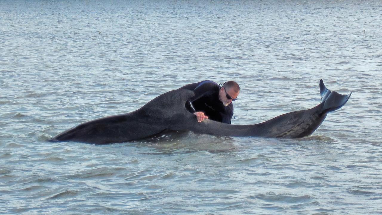 veterinarian in water with whale