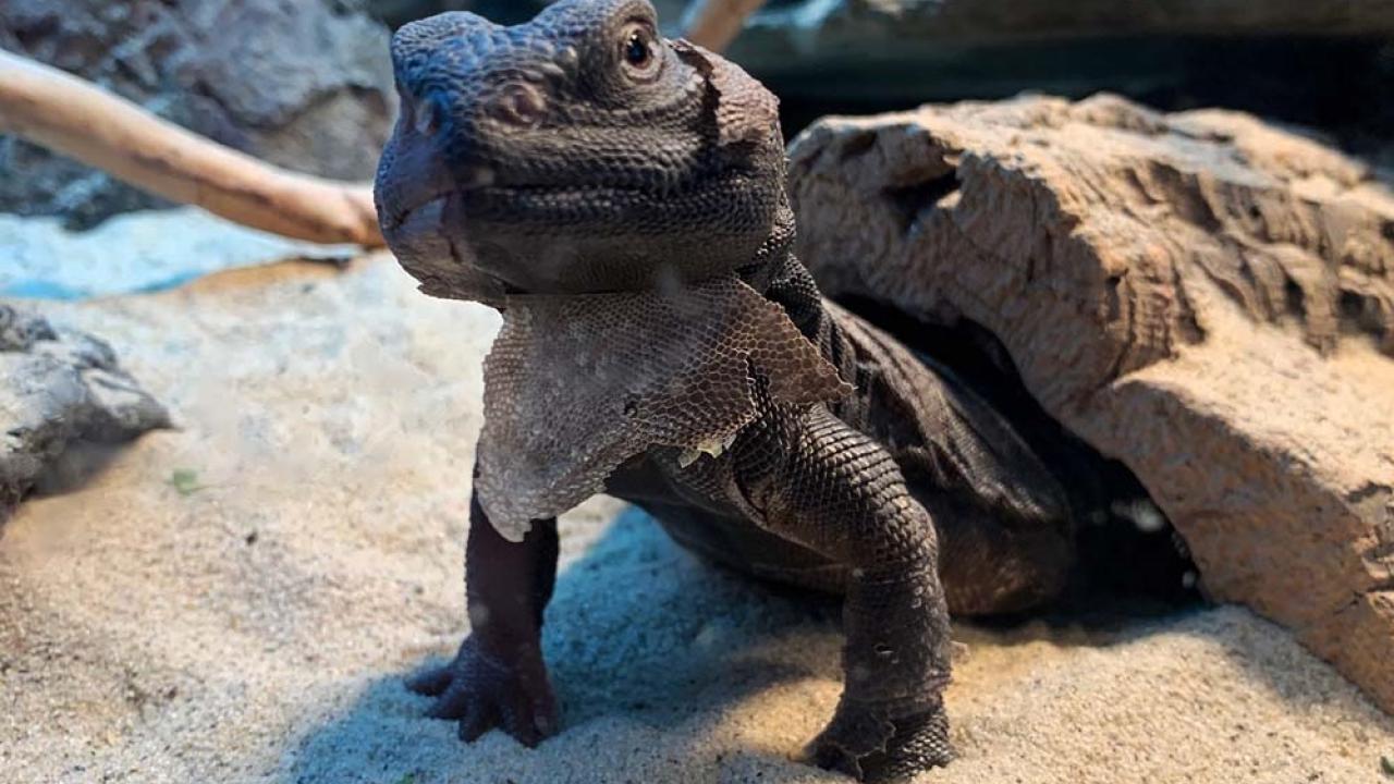 African spiny-tailed lizard in its habitat