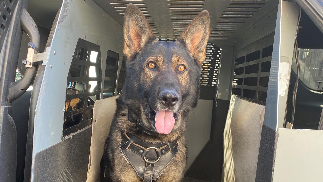 police K9 officer German shepherd dog sitting in police car