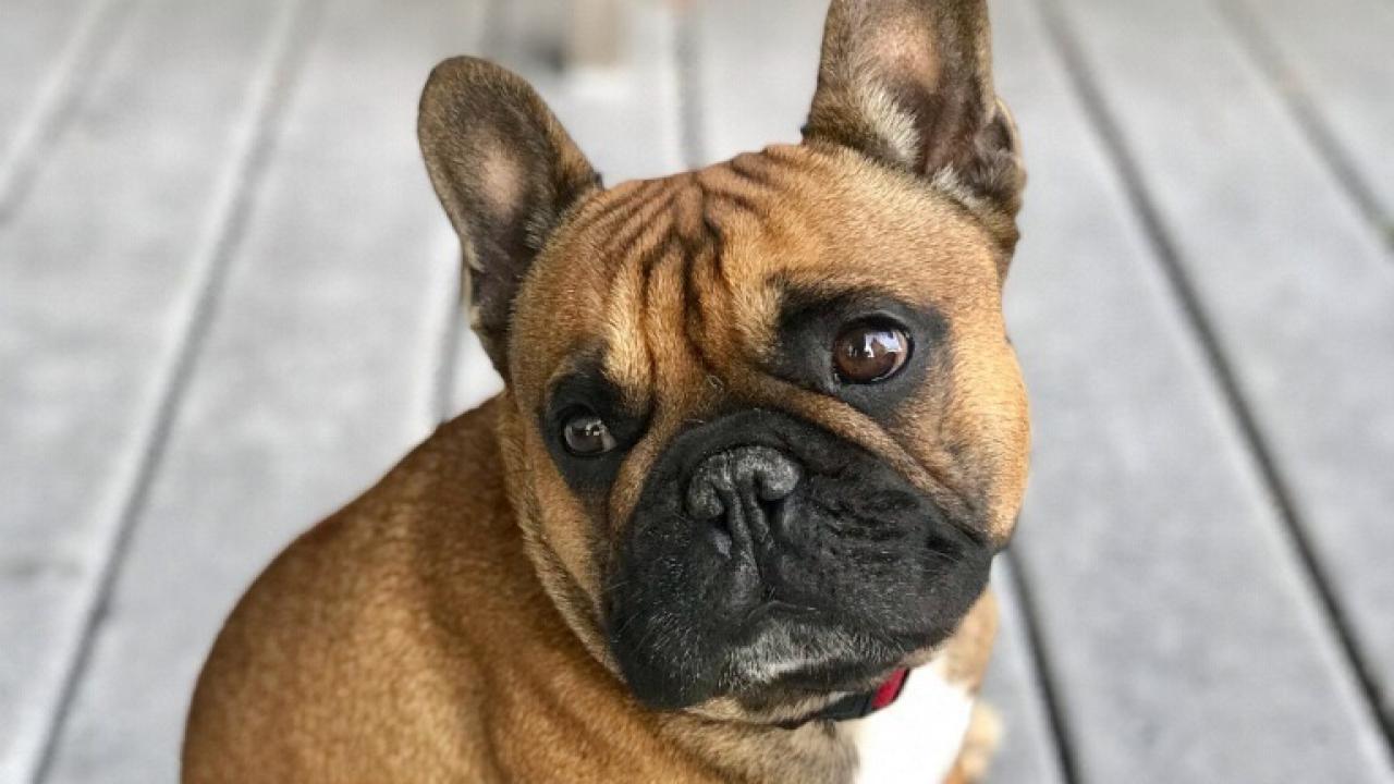 Gus Gus Demasi