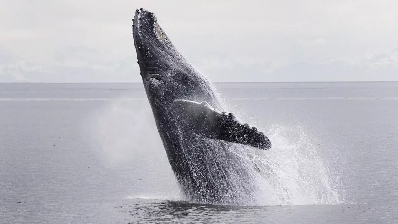 humpback breaching