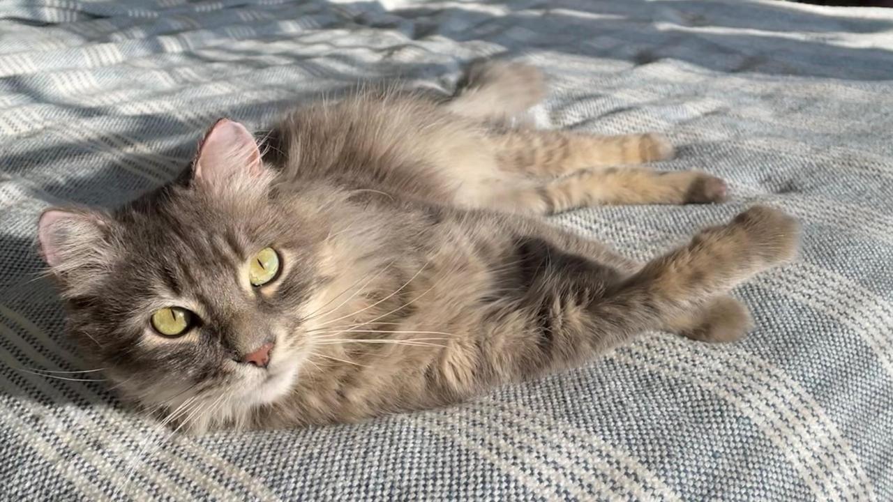 cat on bed