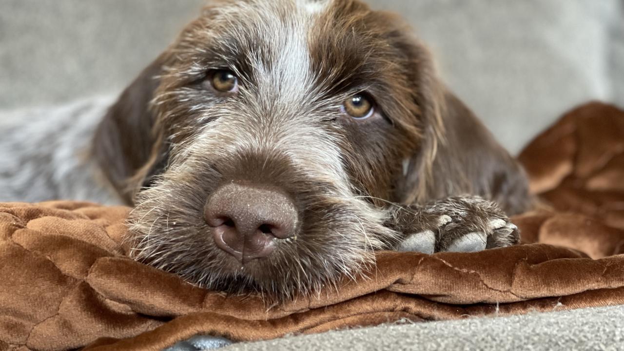 closeup of dog's face