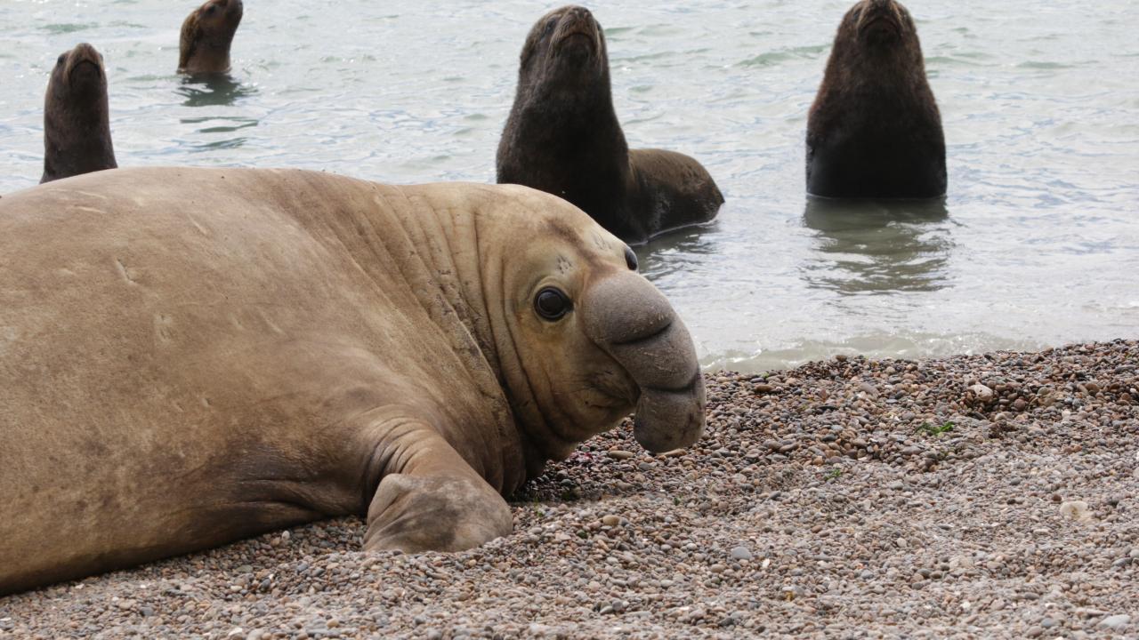 A subadult male elephant seal can be seen near sea lions. 