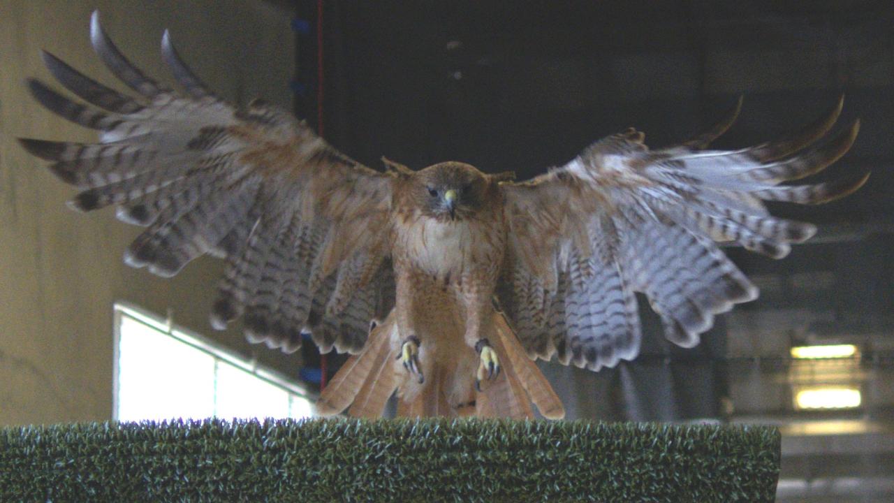 Brown hawk landing on green perch inside enclosure, wings fully spread