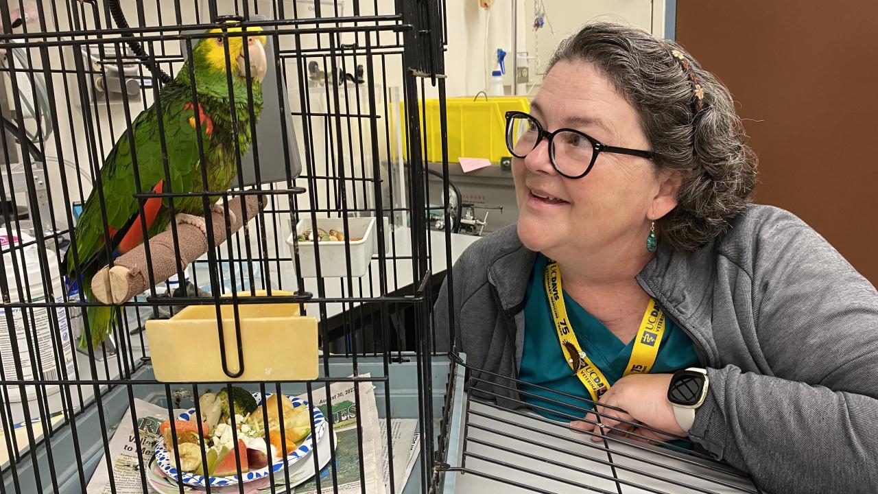 veterinary technician looking at parrot in cage