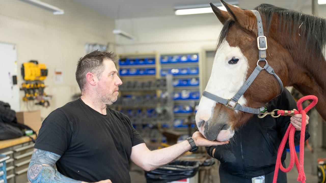 man feeding a treat to a horse