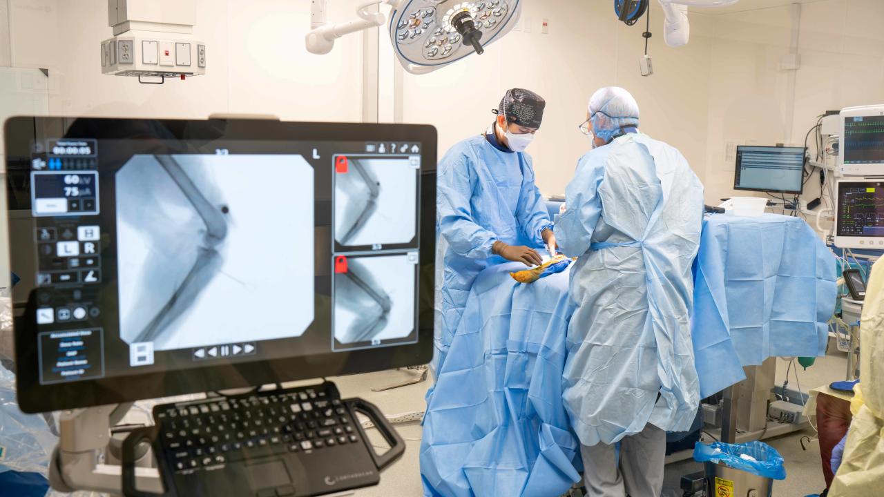 two veterinarians performing surgery