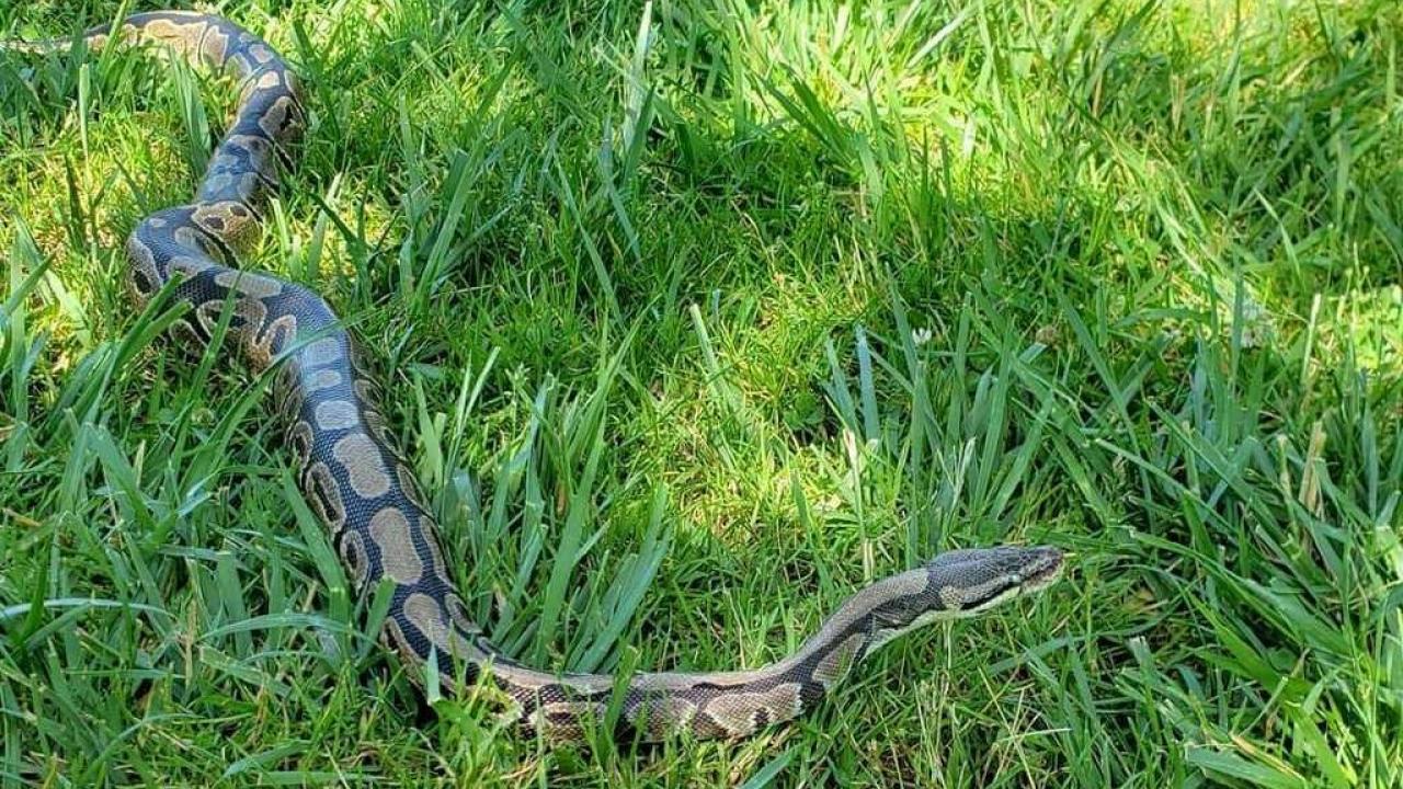 snake in grass