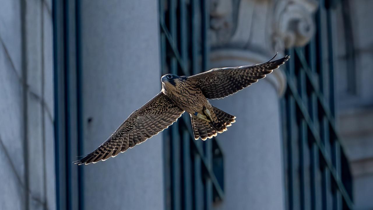peregrine flying near building