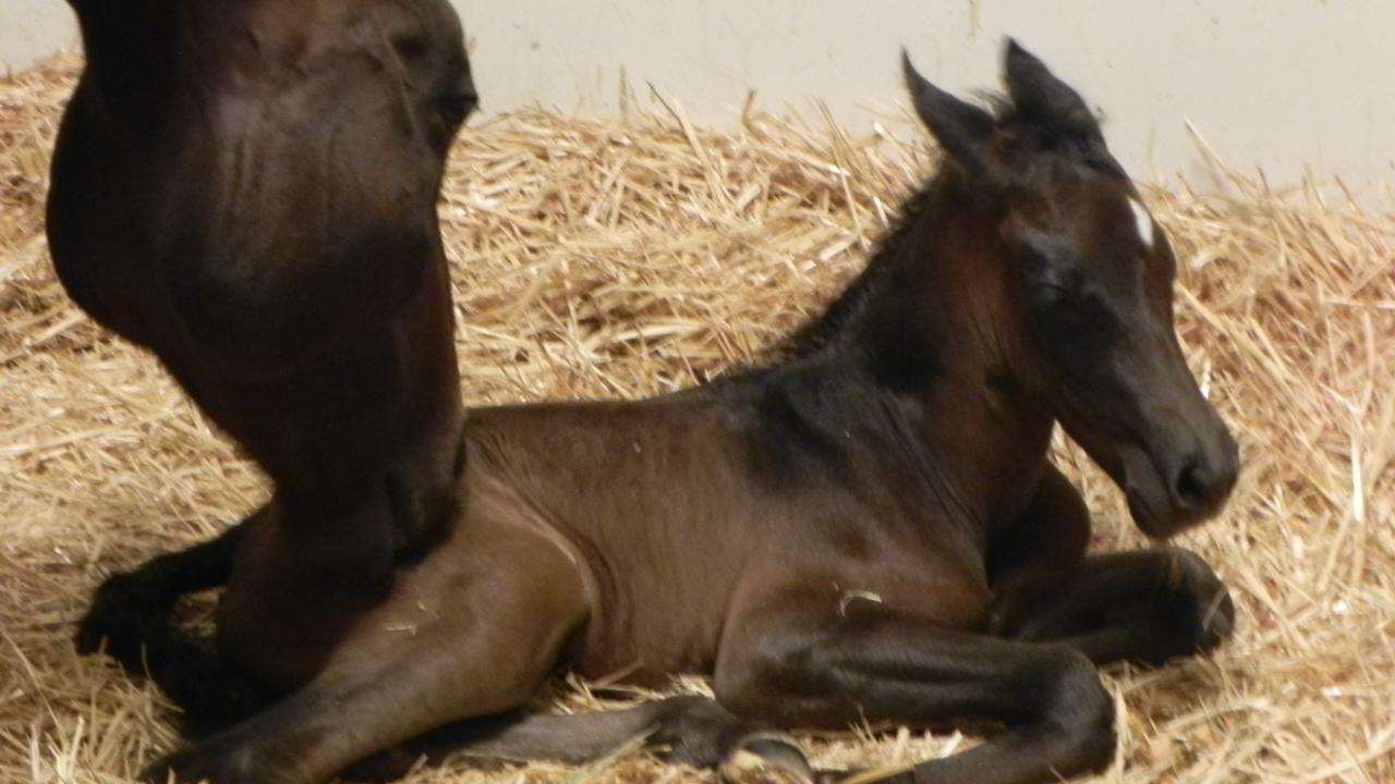newborn foal