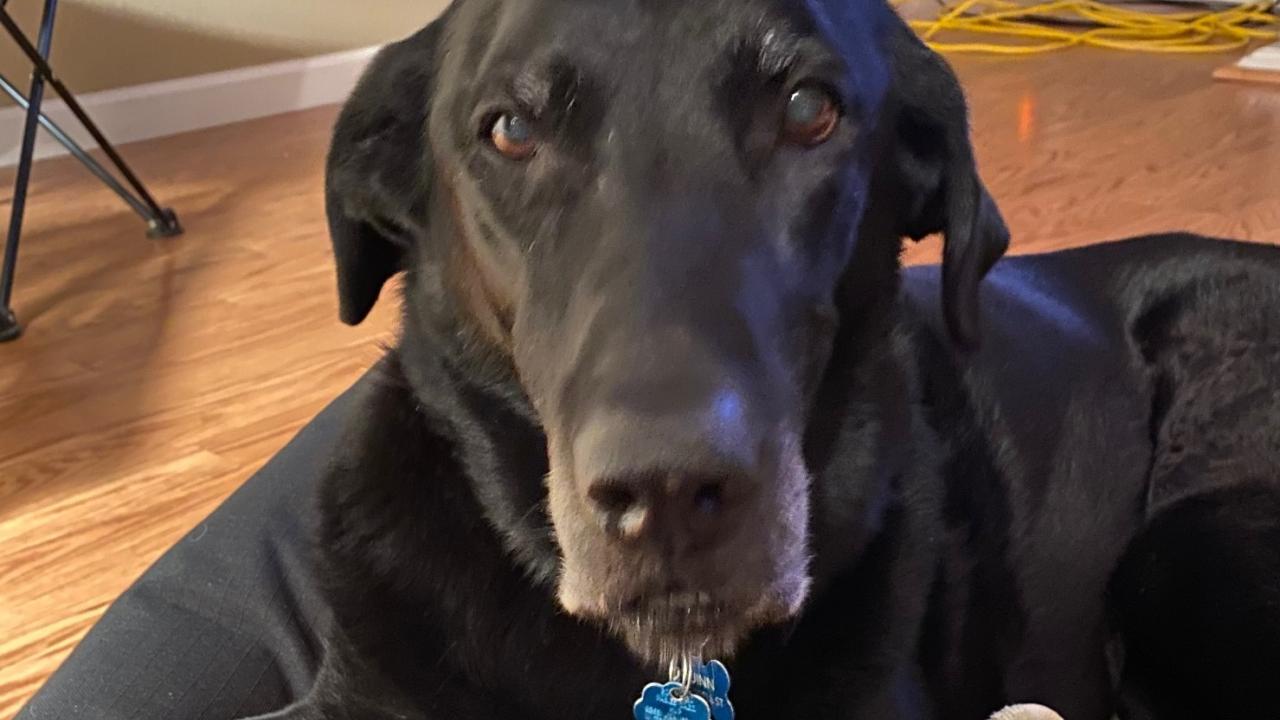 black Labrador retreiver dog