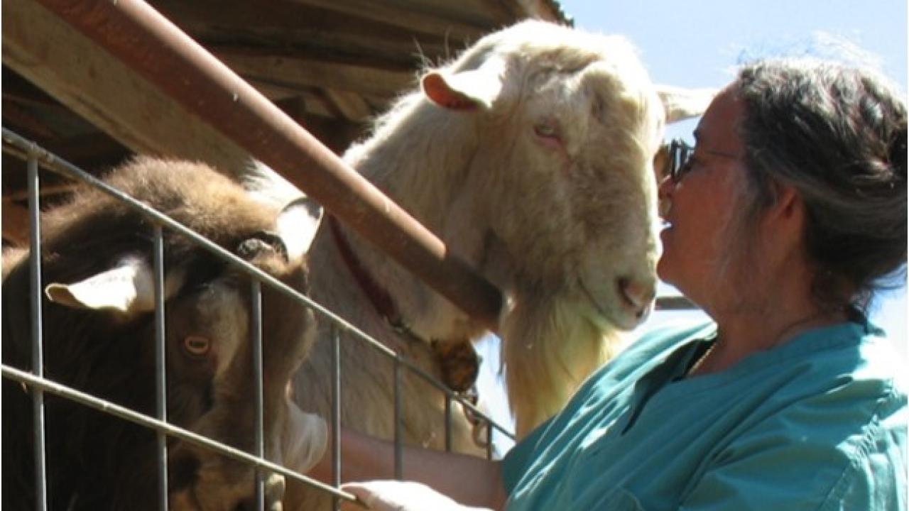 veterinarina examining a goat