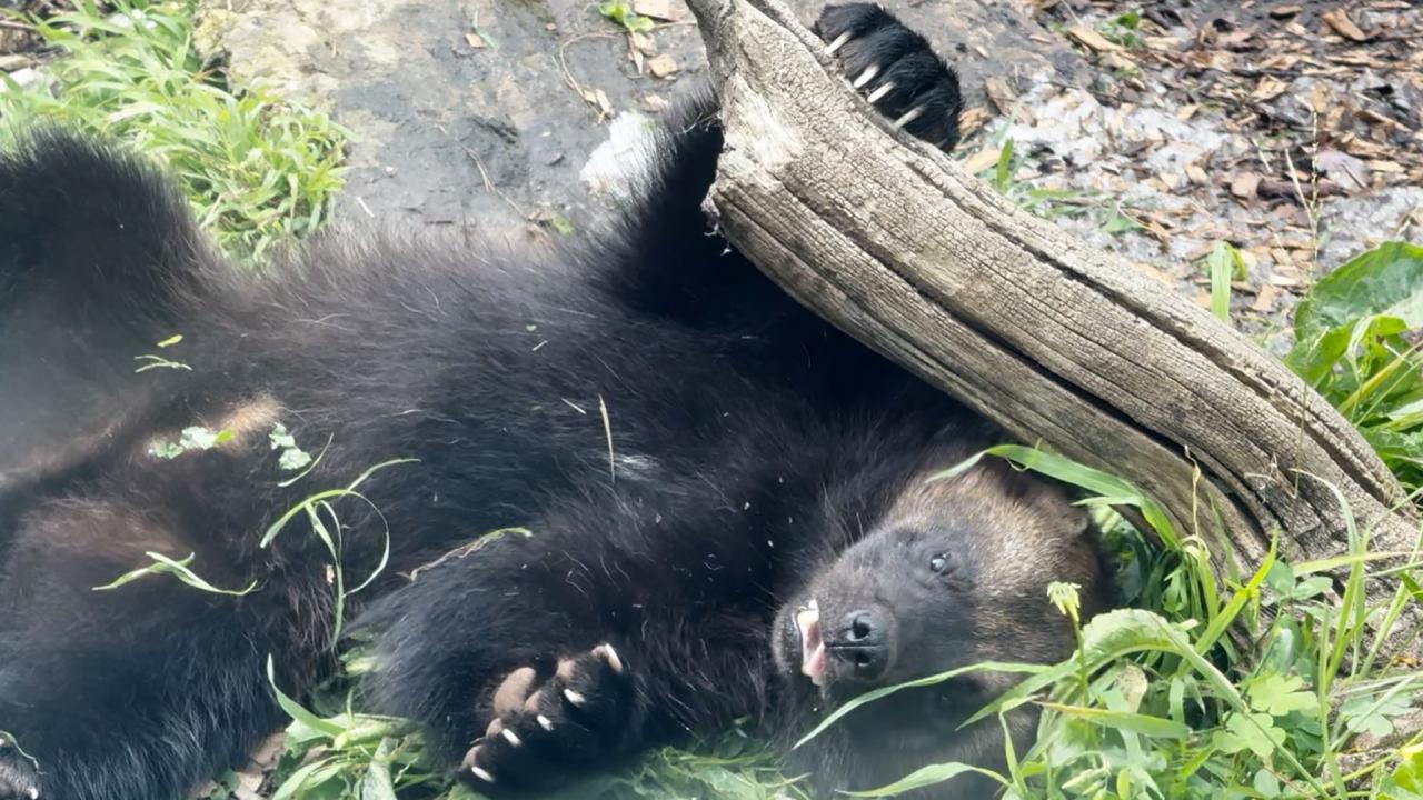 wolverine playing in his zoo habitat