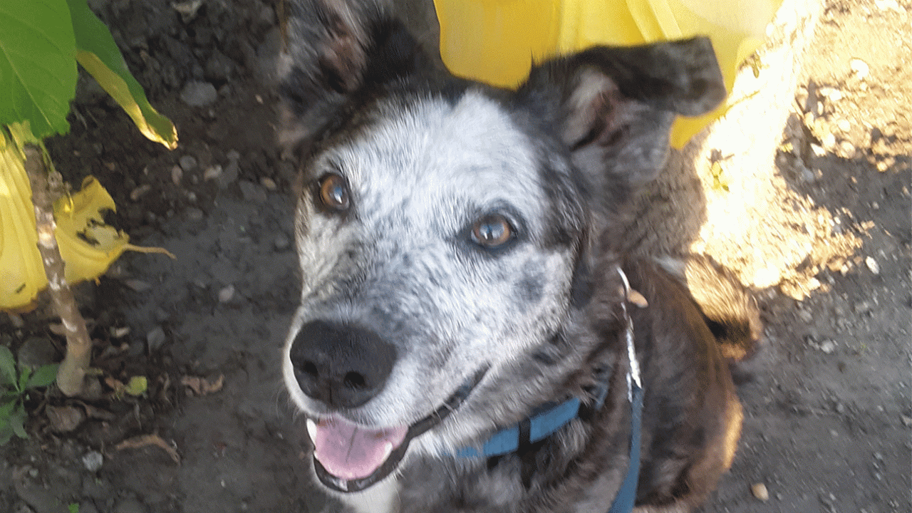 Scruffy, an 11-year-old male Australian shepherd mix