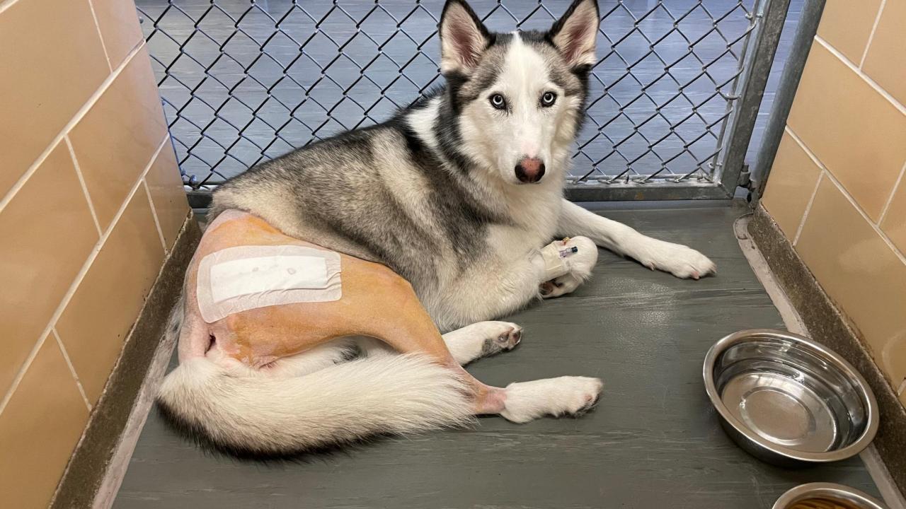 Sky immediately following total hip replacement surgery at the UC Davis veterinary hospital.