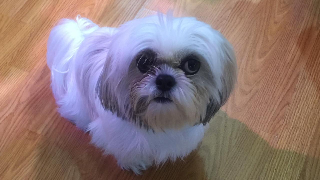 Shih Tzu dog looking up at camera