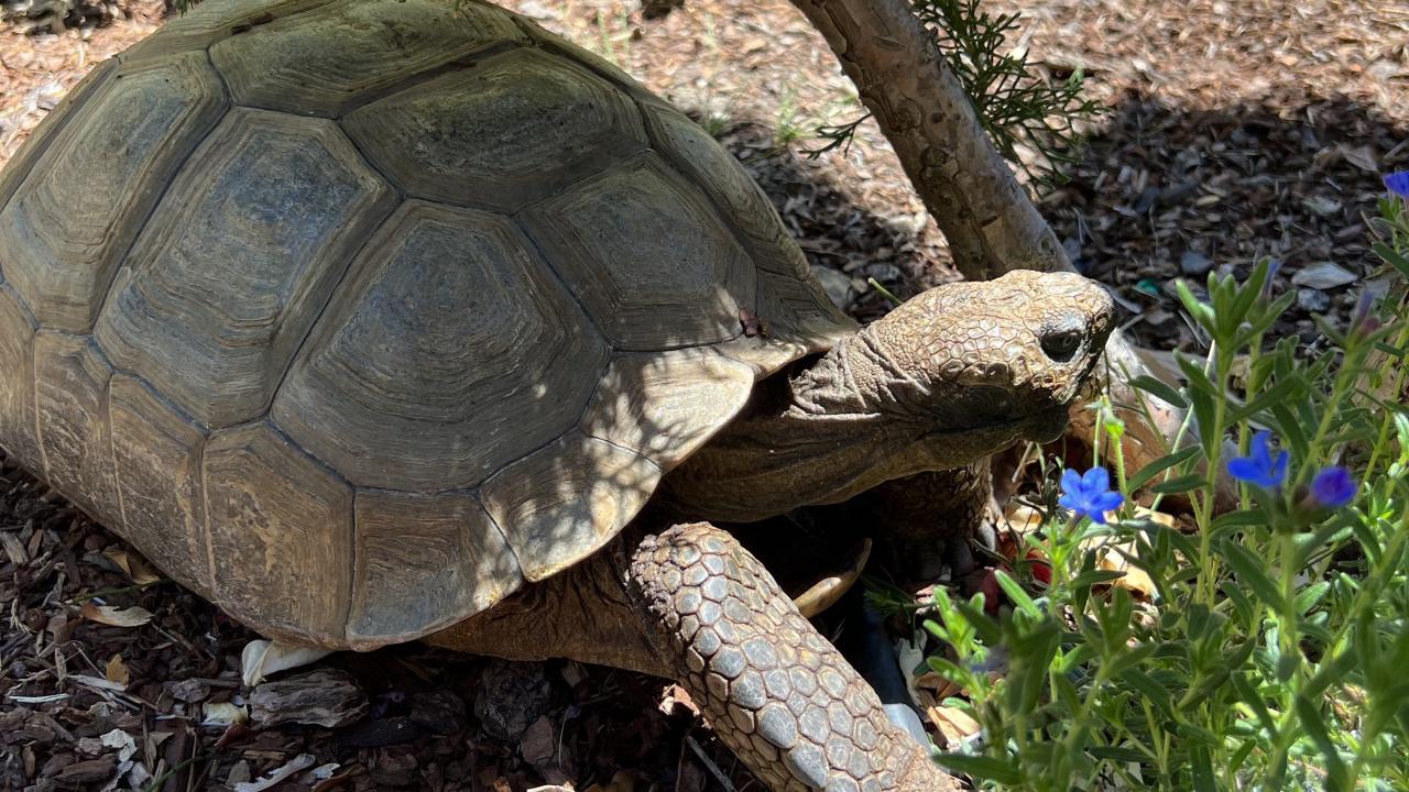tortoise on grass