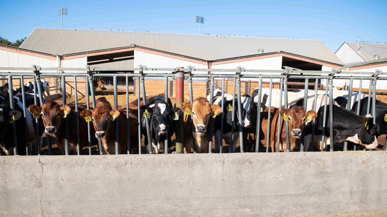 Mixed-color dairy cows lined up at metal feeding stalls behind a low concrete wall.