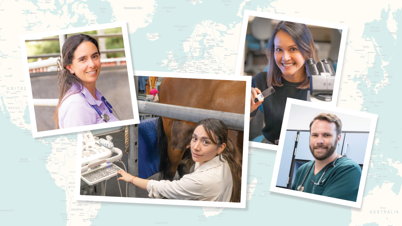 collage of four veterinarians working
