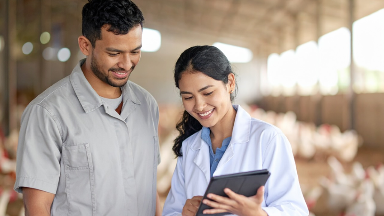 female veterinarian showing male worker information on portable computer while standing in poultry production facility