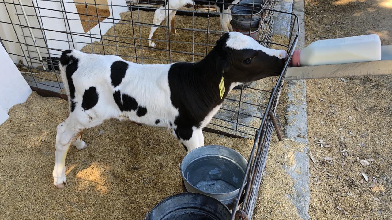 calf being bottle fed