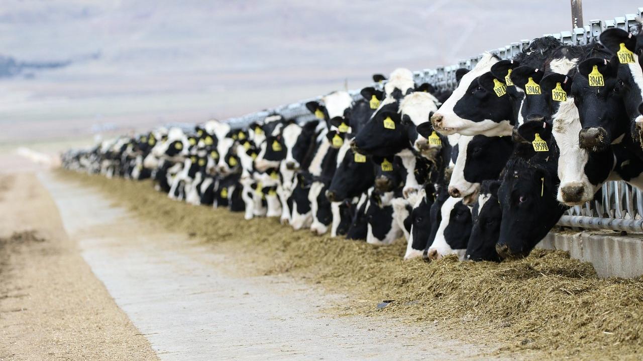 dairy cows eating