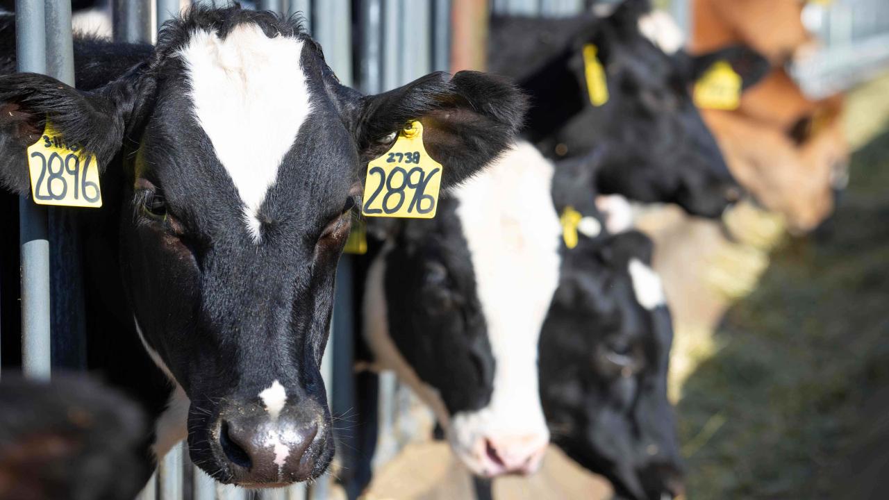 several cows eating