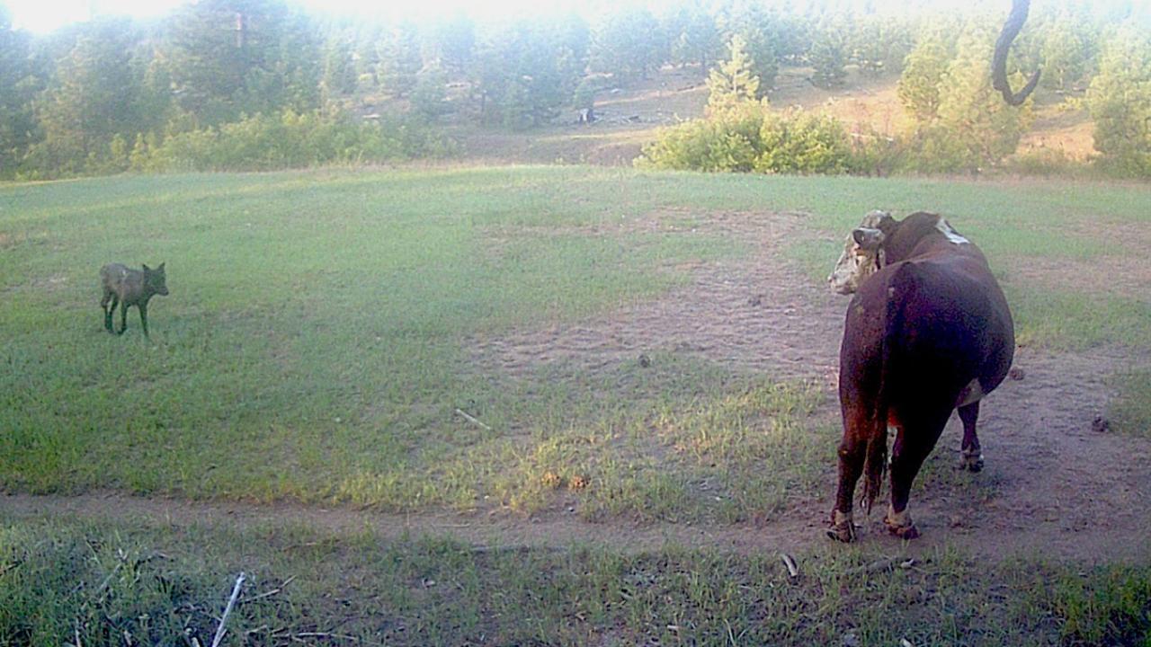 wolf and cow bull in field