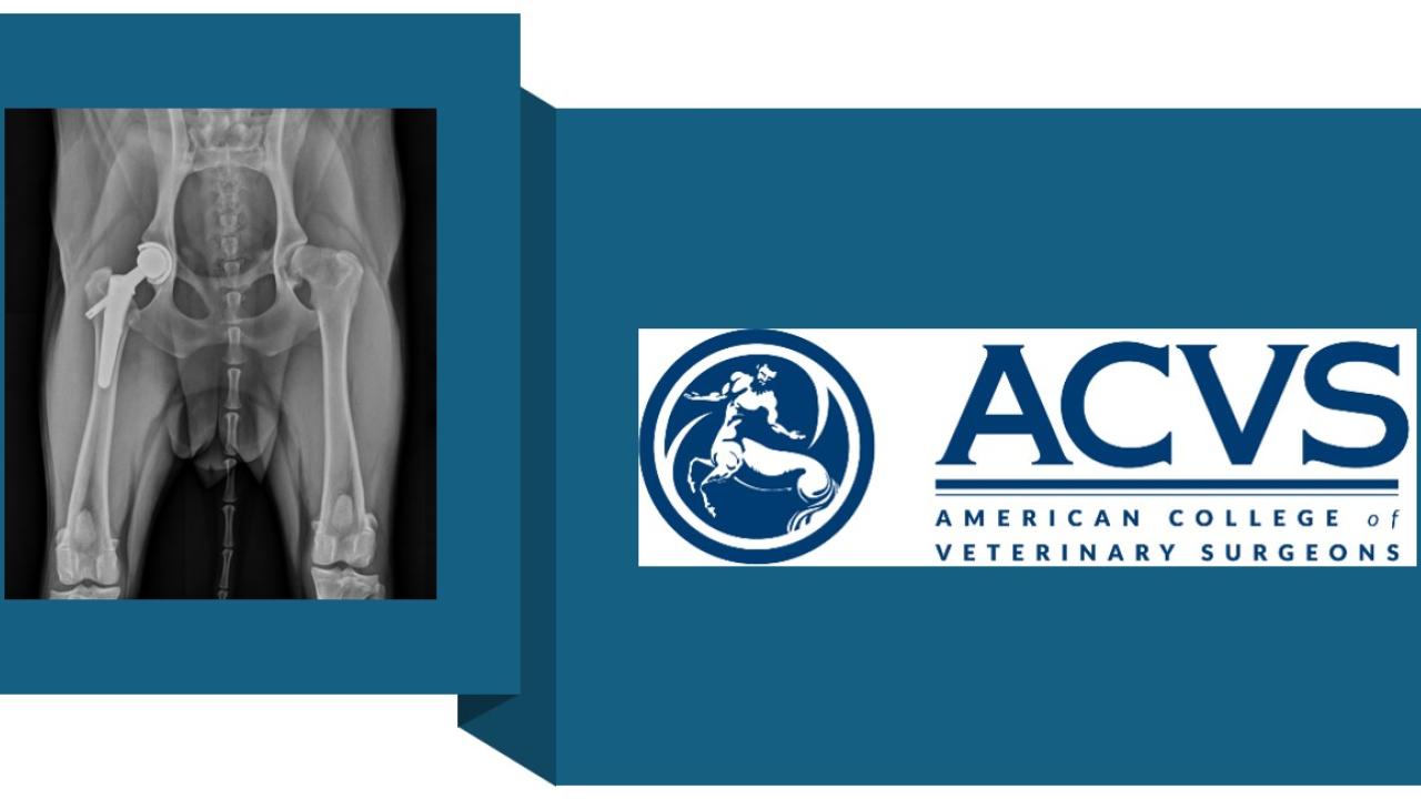 image of hip replacement xray and ACVS logo