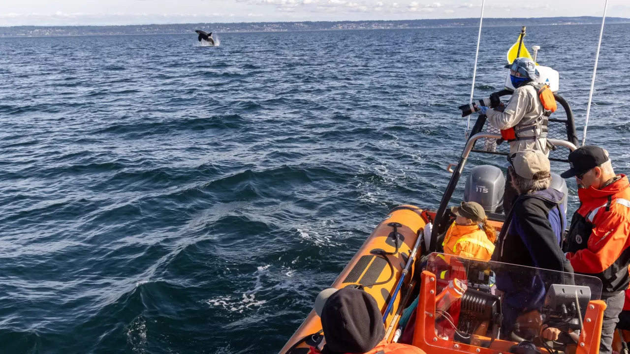 vets on small boat monitoring killer whale