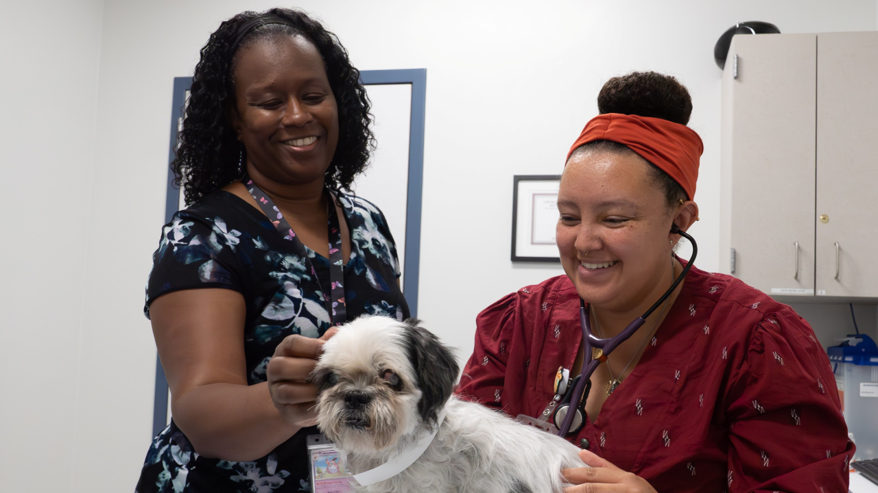 Two women in a veterinary setting, gently handling a small dog.