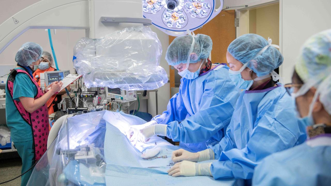 Surgical team in blue scrubs operating on covered patient in bright OR — photograph