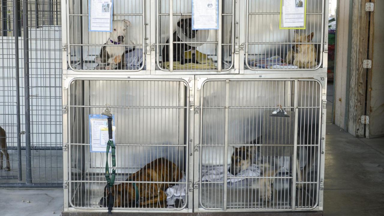 dogs in shelter