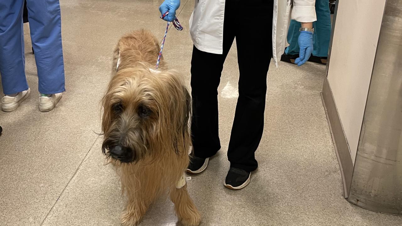 dog on leash in hospital