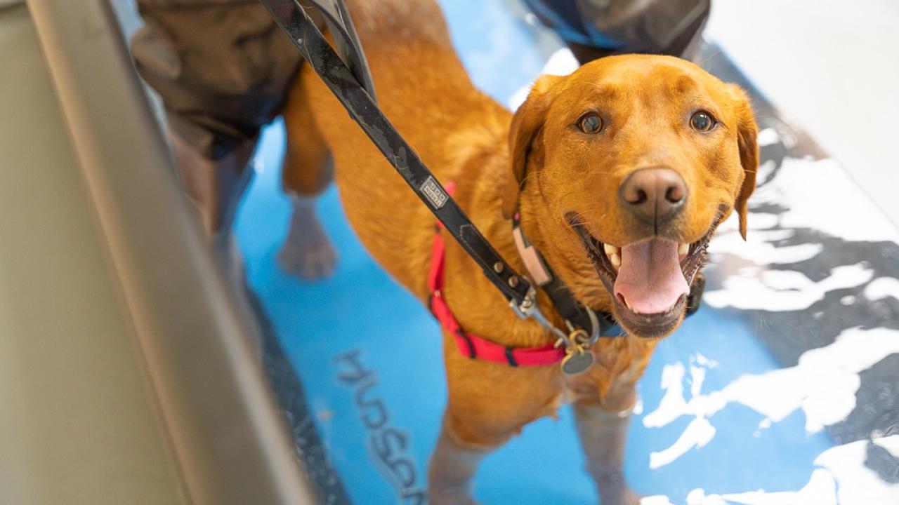 dog on underwater treadmill