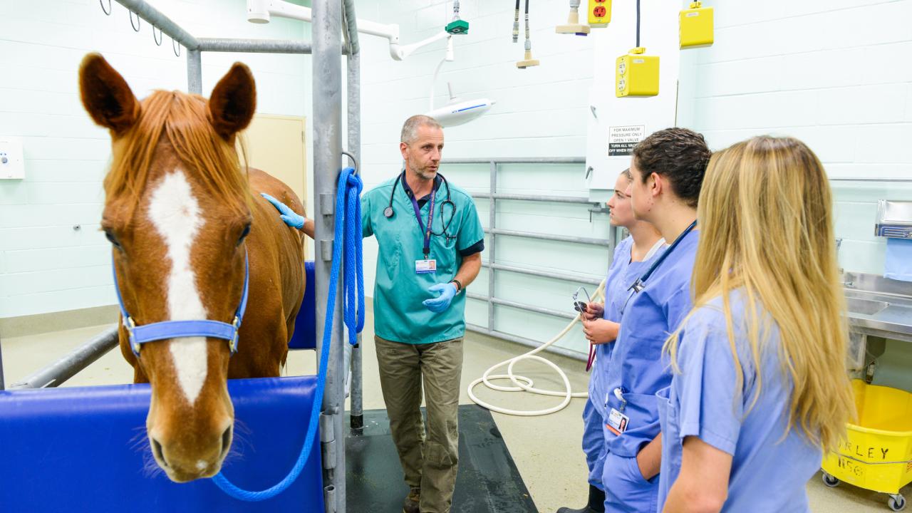 professor next to horse teaching veterinary students