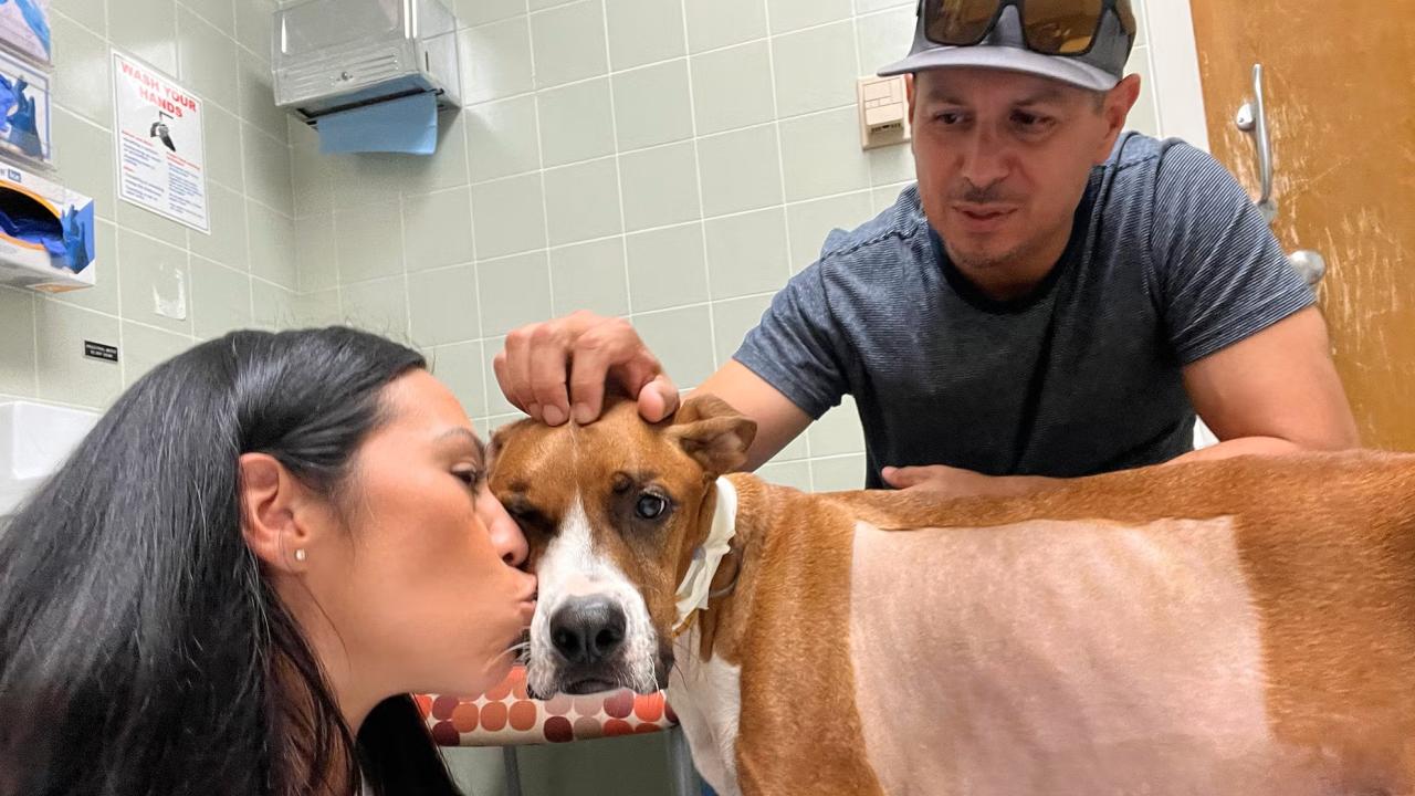 woman kisses dog in veterinary exam room, while man comforts dog