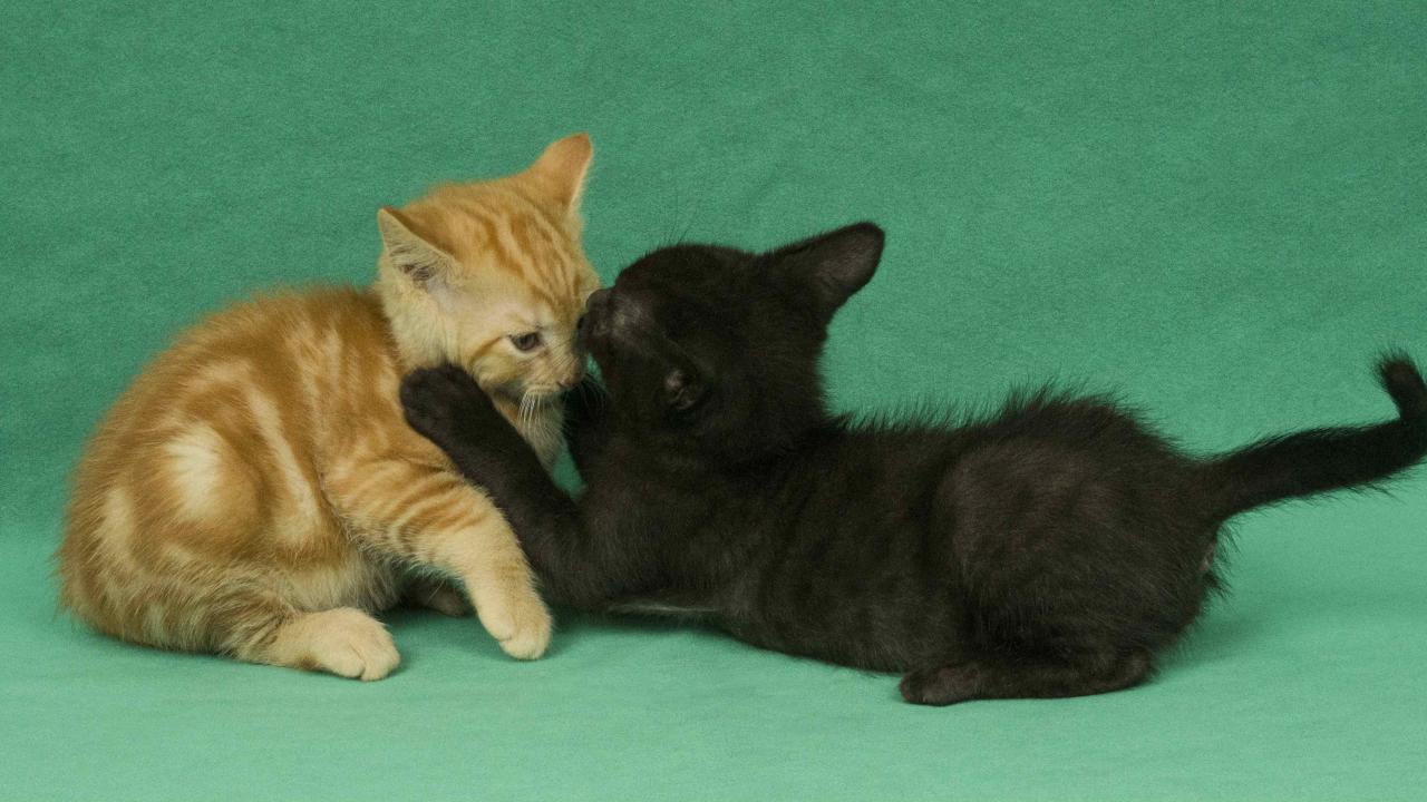 two kittens playing