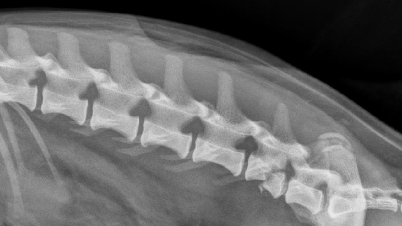 xray image of a dog's fracture vertebrae